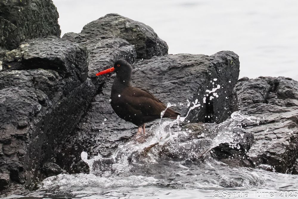 Black Oystercatcher with its bright orange beak, red eye, and pink legs in the splash zone on the rocks at Washington Park, Anacortes. They were hunting for mollusks as the tide receded. 