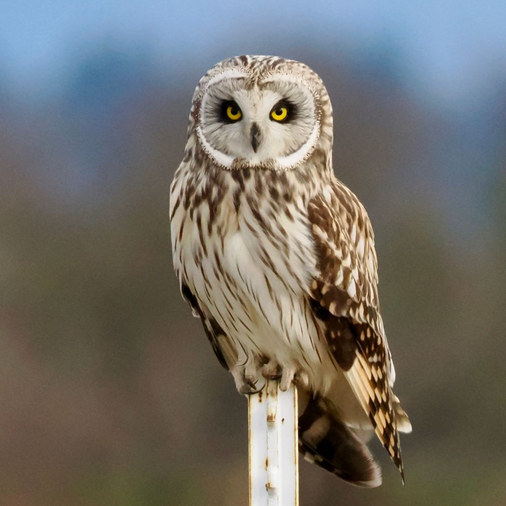 A Short-eared Owl with yellow eyes that are surrounded be dark eyelids and dark feathers around the eyes. There is a white disk-like round face that functions to funnel the sound of prey to the owl. The body and wings of the owl is cream-colored, buff, and brown.