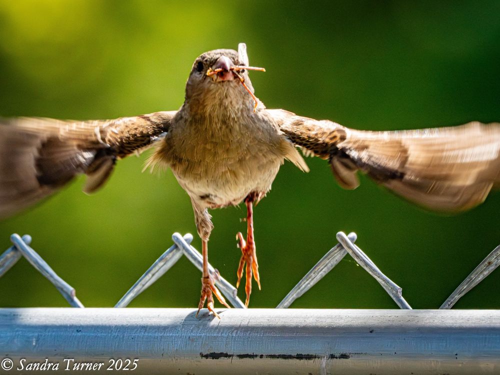 A female house sparrow flies towards the camera with outstretched wings blurred. She is flying from the top of a chain-link fence in the background is green and yellow.