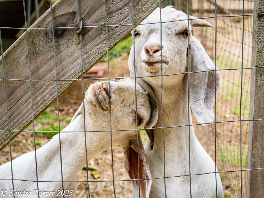 Two female goats angle for the best chance at a grain pellet. They are white in color with short horns and long dangling ears. Gazing longingly through the fence at the passersby with food.