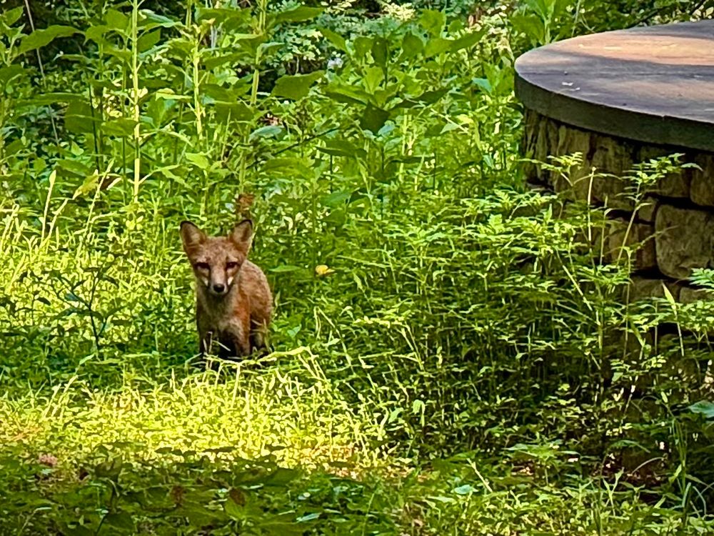 A juvenile fox peers out of the high grass and weeds next to a stone overlook wall. 