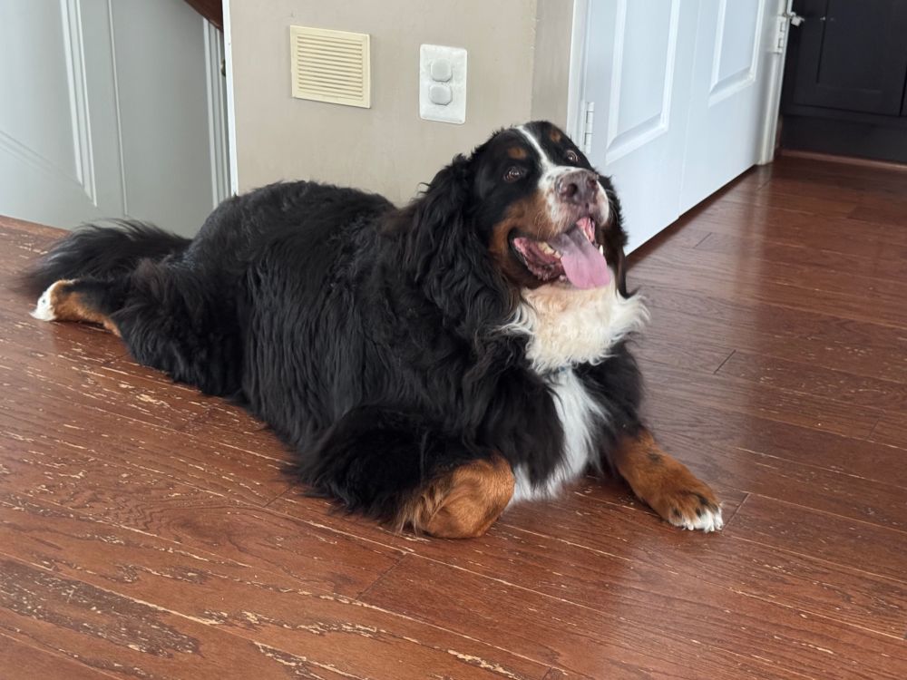 A Bernese Mountain Dog