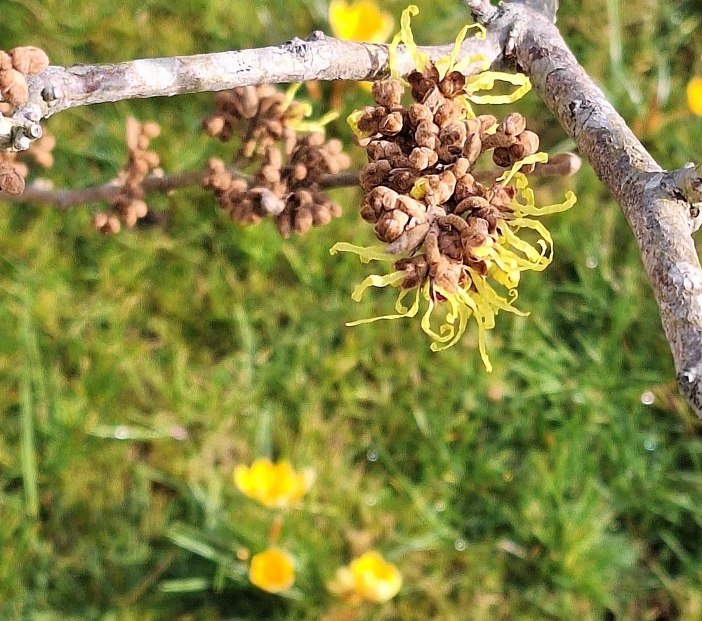 Thin, yellow strands of hamamelis flowers, framed by a branch, with grass and yellow crocus flowers in the background. 