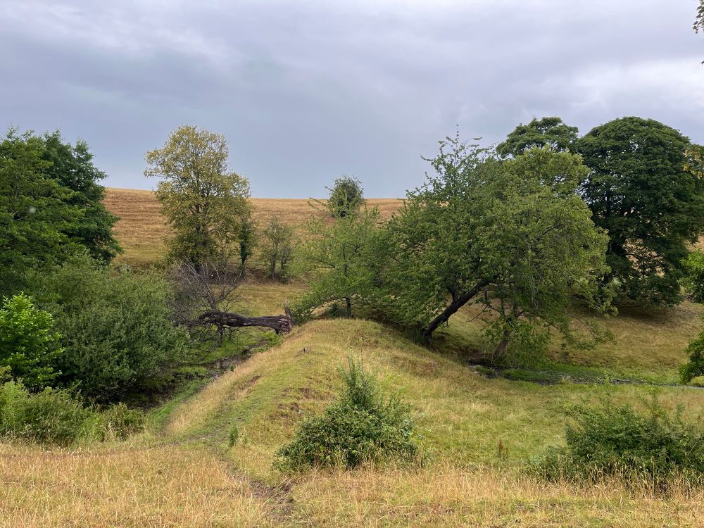 One of the two trees, on the left, now fallen, in pic taken today. 