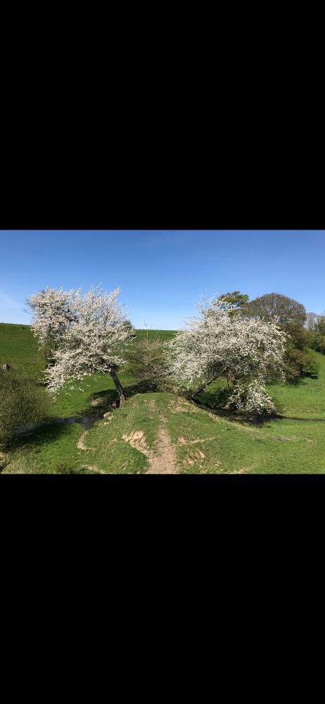 two trees near me in bloom, taken during lockdown, 2021. 