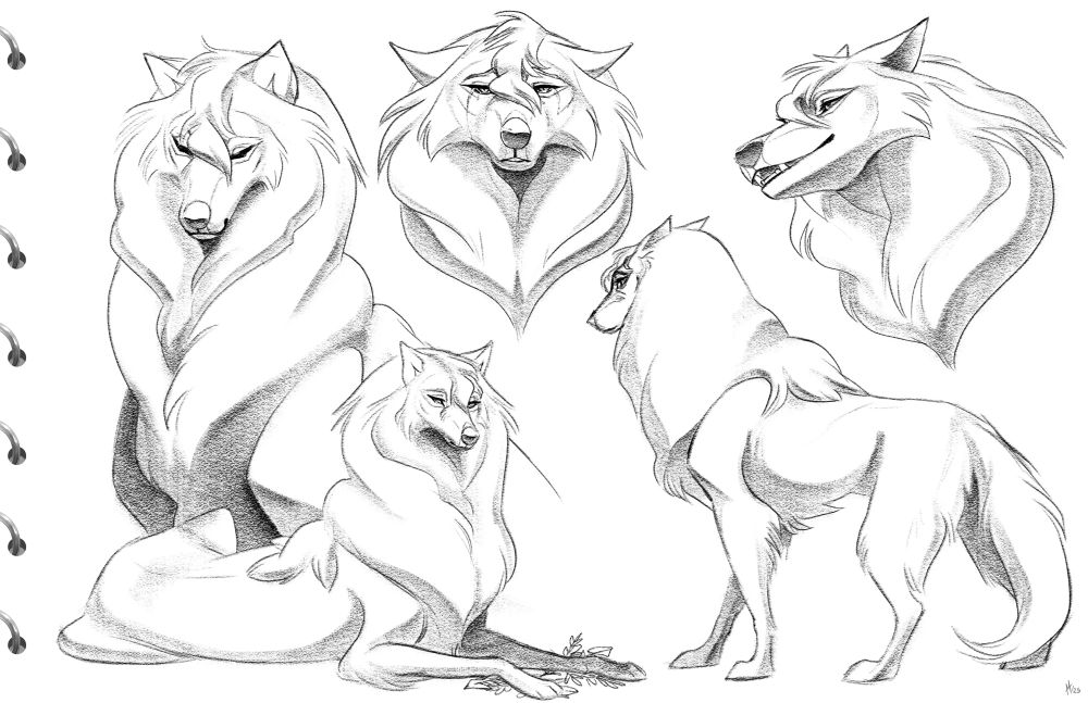The uncolored digital sketchbook page of a wolf character named Periane.