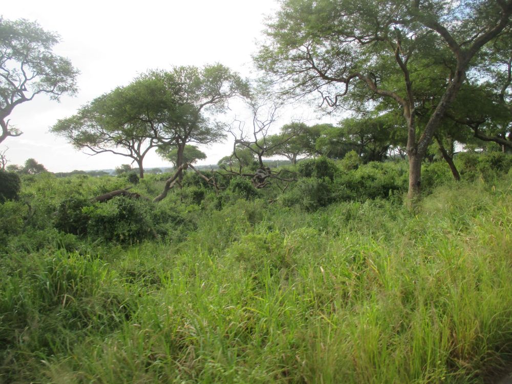 View of Murchison Falls National Park (Uganda)