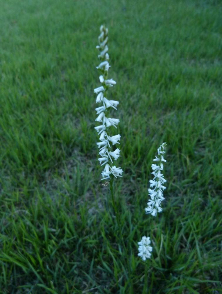 A closer view of the Spiranthes orchids.