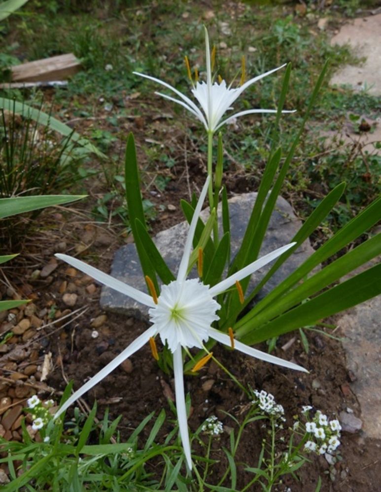 Small white Pima spider lilies with a bit of sweet alyssium.