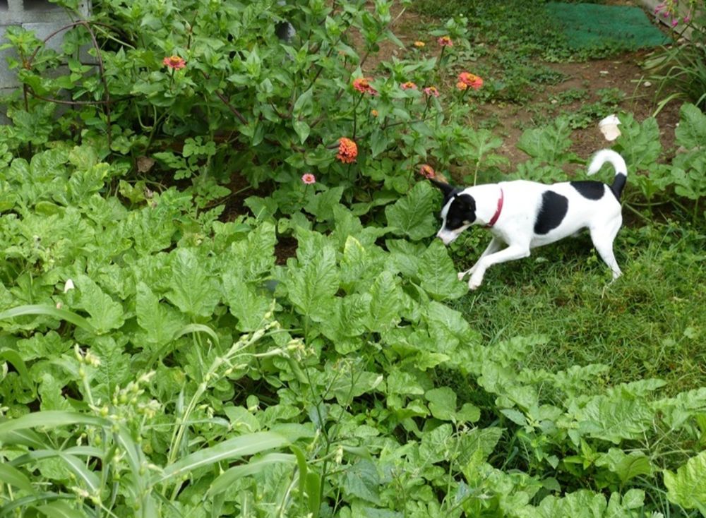 Pepe dog investigates a watermelon patch for the first time. 