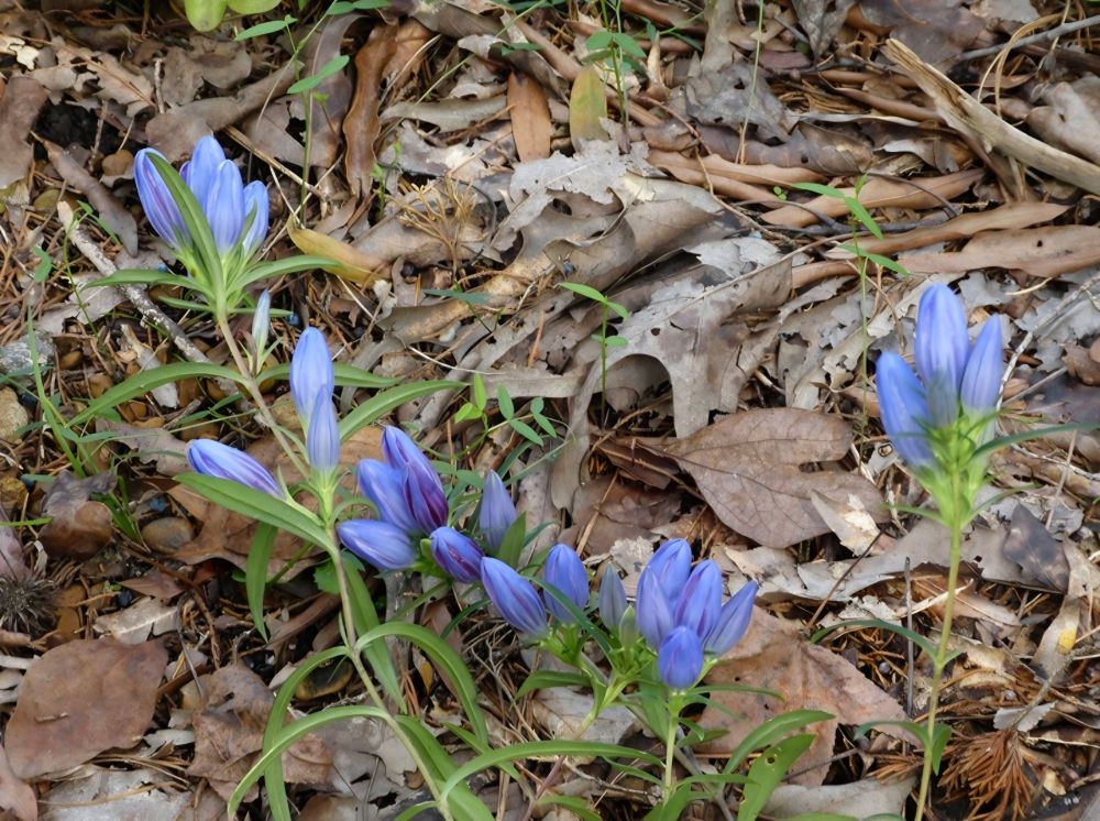 Pale blue Gentiana saponaria flowers laying on a carpet of brown leaves. 