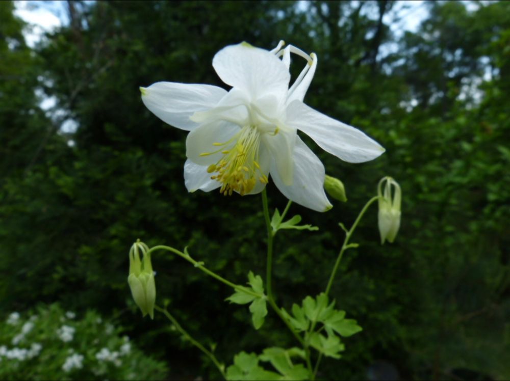 A white Columbine with yellow anthers. 