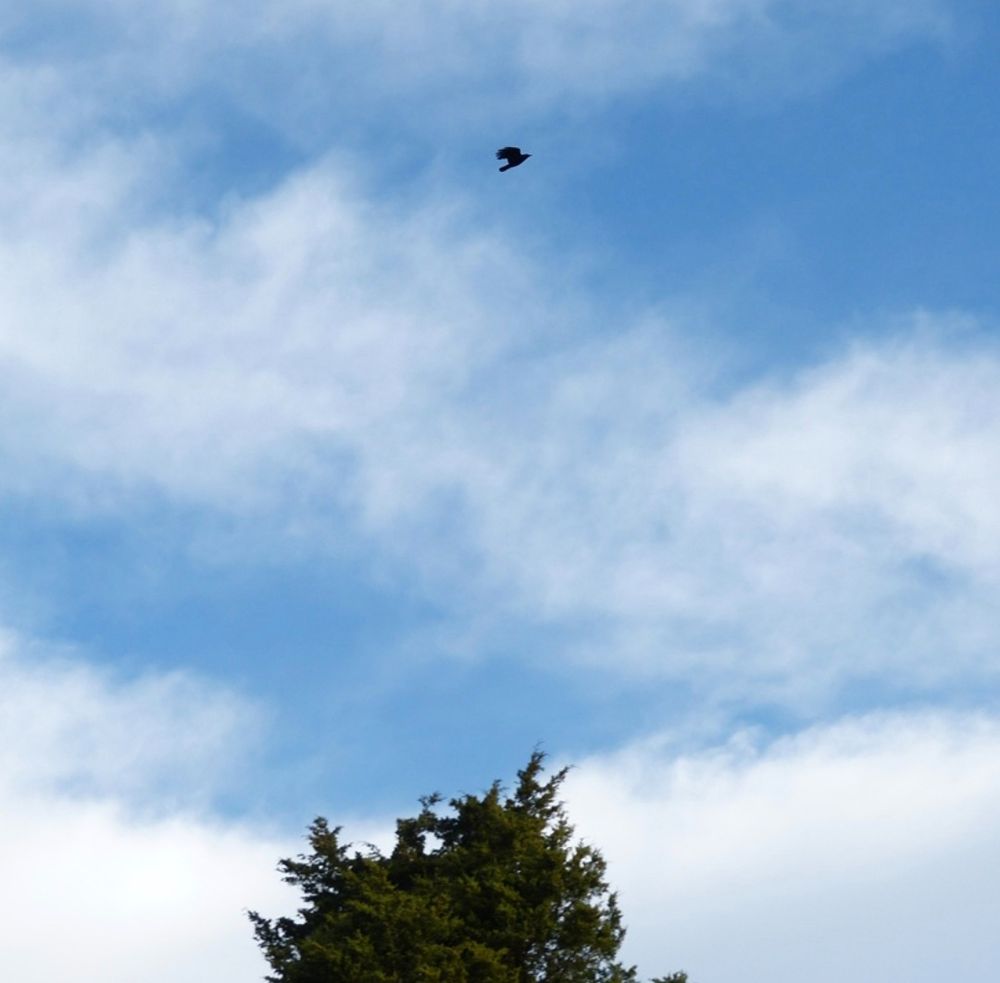 Blue sky and white clouds with a crow flying high over a juniper tree top. 