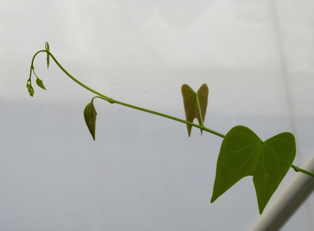 A stem of Bauhinia japonica vine with pairs of winglike leaves. 