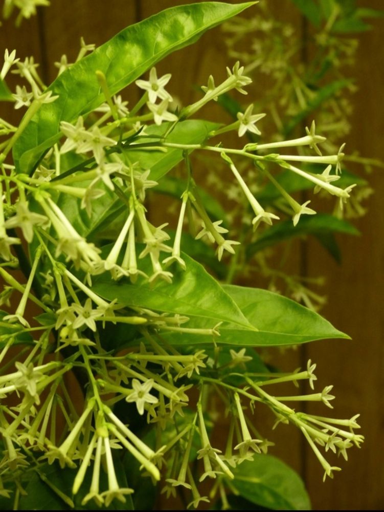 A spray of tiny pale yellow sweet scented Night Jessamine flowers. 