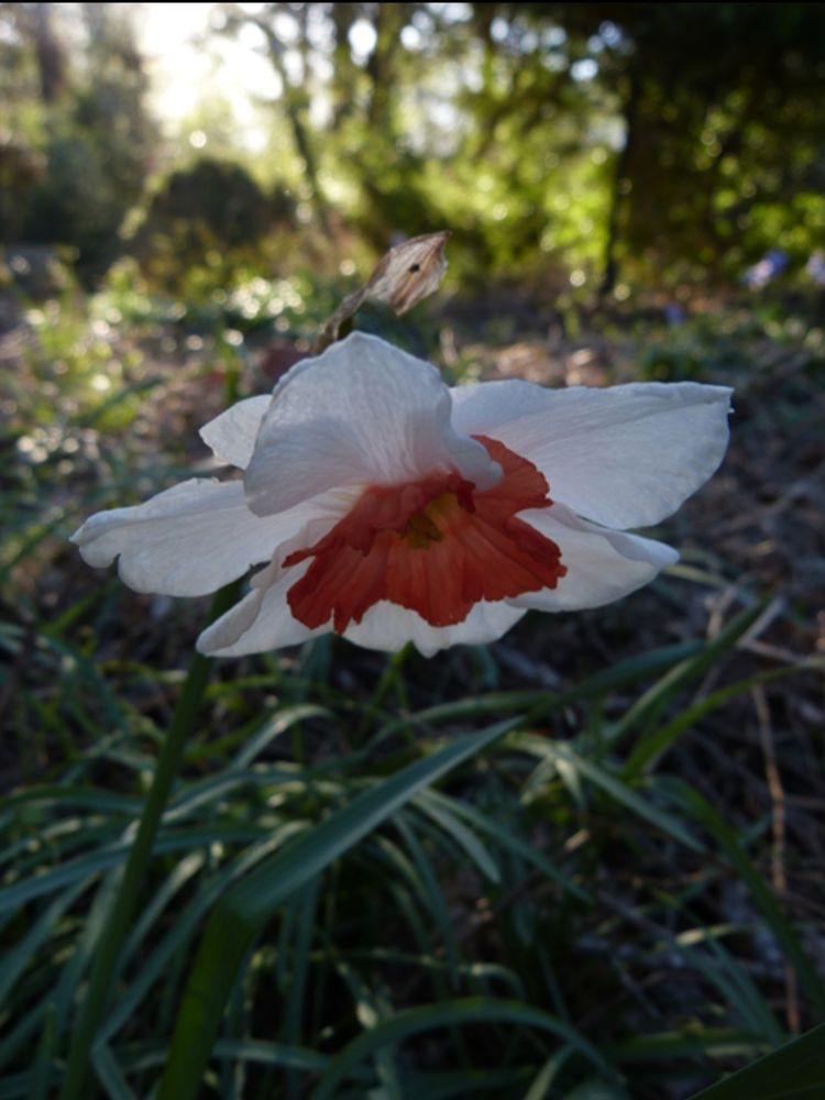 Narcissus 'Empire Rose' flower with white petals and spreading red corolla. 