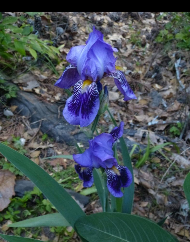 Iris 'Monsignor' showing  violet purple srandards and darker purple falls edged violet purple. Central zebra-like white markings and a gold beard. 
