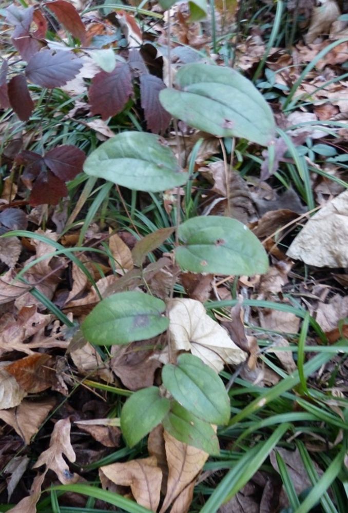 Purple fall foliaged Dewberry, Rubus flagellaria with evergreen Smilax rotundifolia vine. 