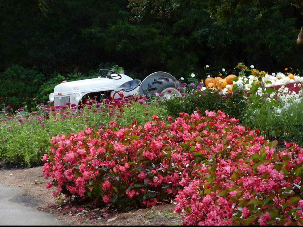 Red begonias, zinnias and a tractor pulling a trailer filled with orange and white pumpkins. 