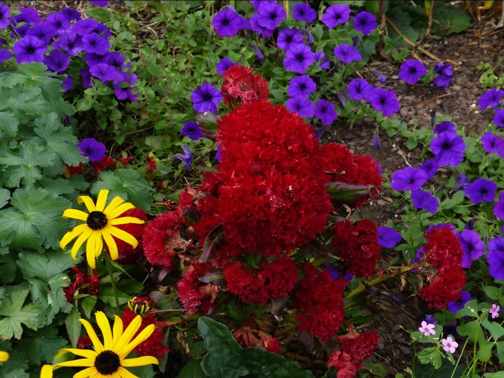 Yellow daisies, deep purple violet petunias and a clump of deep red celosias. 