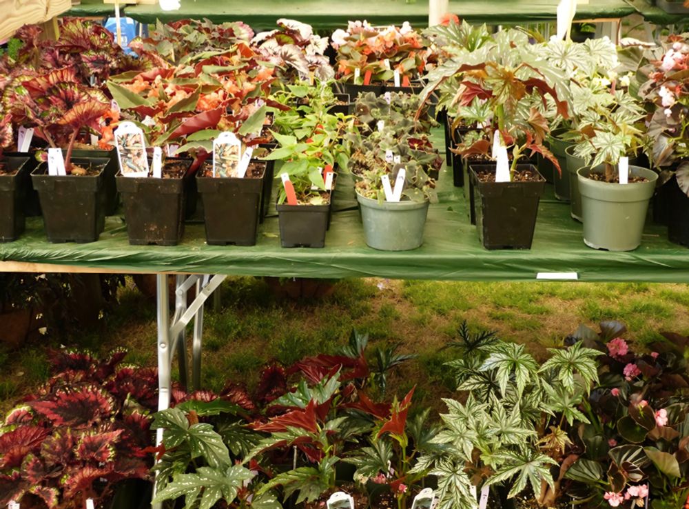 A plant sale with trays of Begonias. 