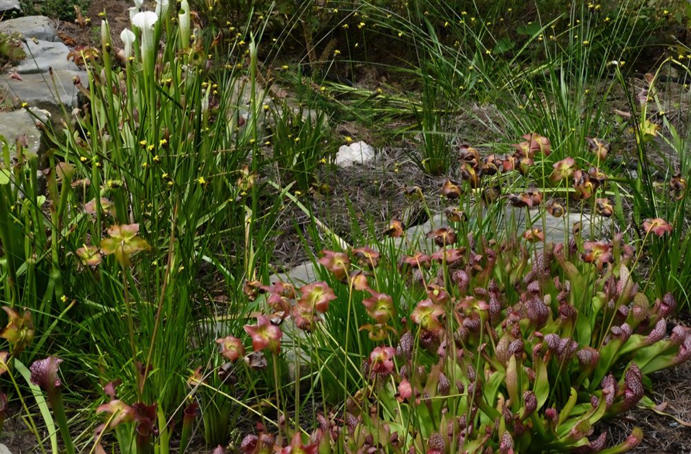 White and purple pitcher plants with rusty red flowers and tiny yellow Irid Xyris 