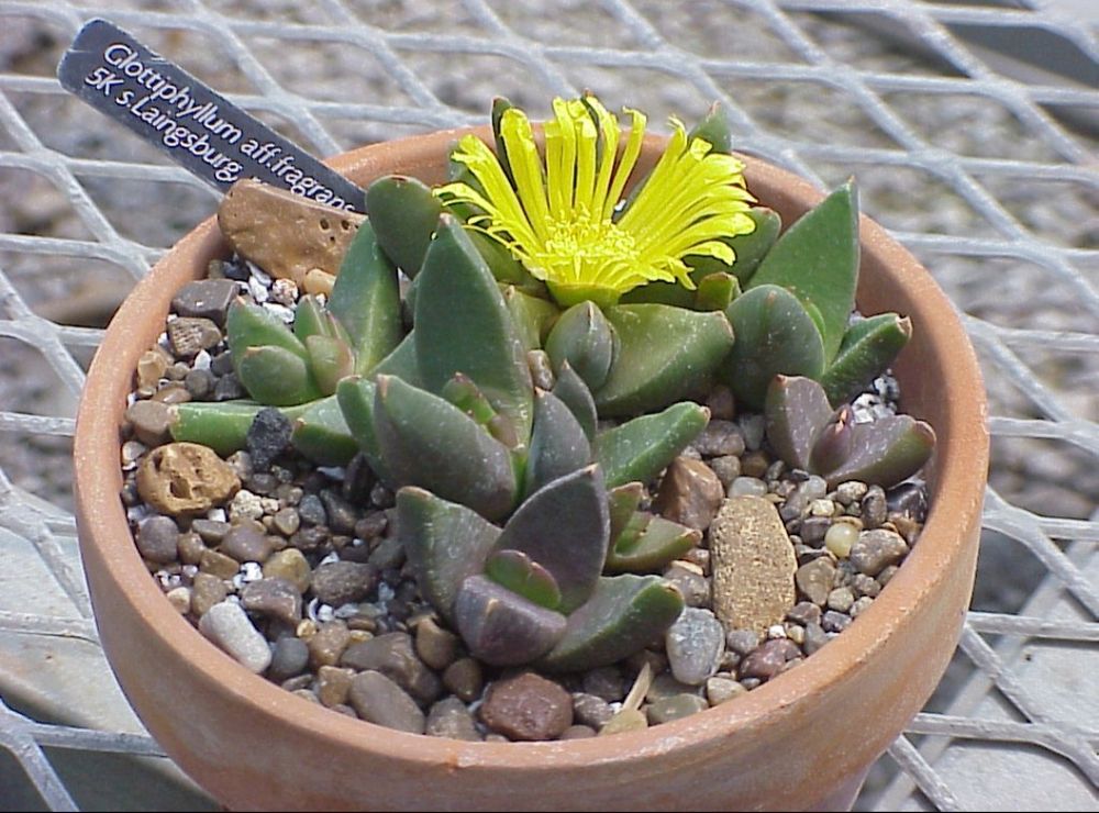 A large yellow daisy flowered succulent, Glottophyllum. 