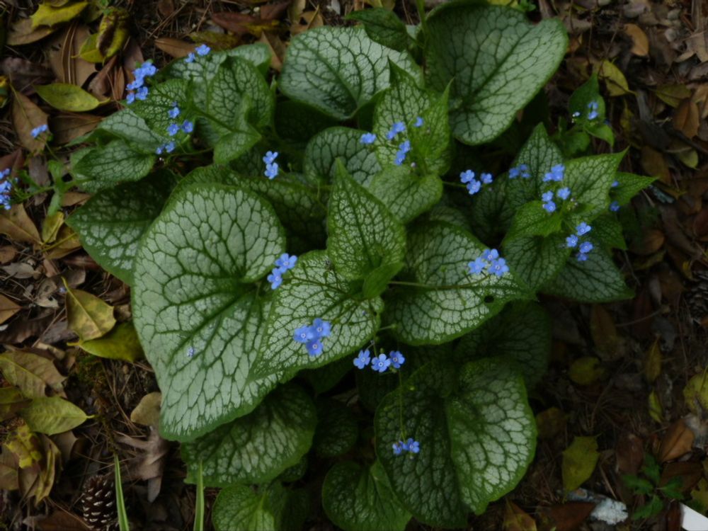 Bruneria 'Alexander's Great' has large silver-white heart shaped leaves and sprays of small deep blue Forget me Nots.