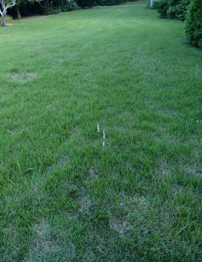 A zoysia lawn with three slender stems of native spiral orchids. 