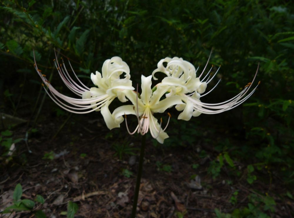 White spider lily, Lycoris albiflora. 