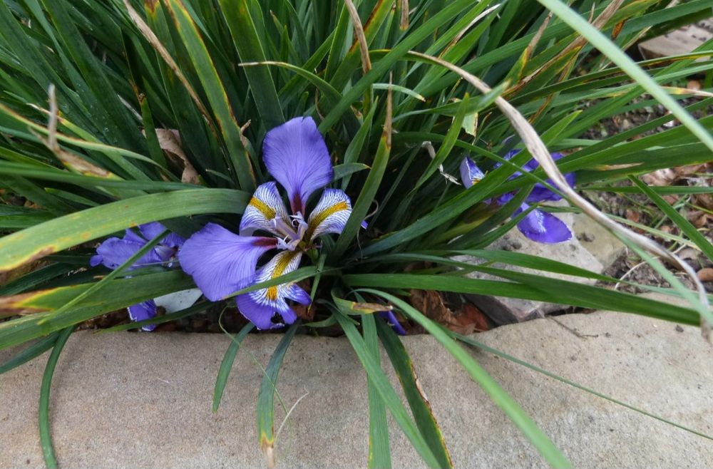 Iris still flowering. 