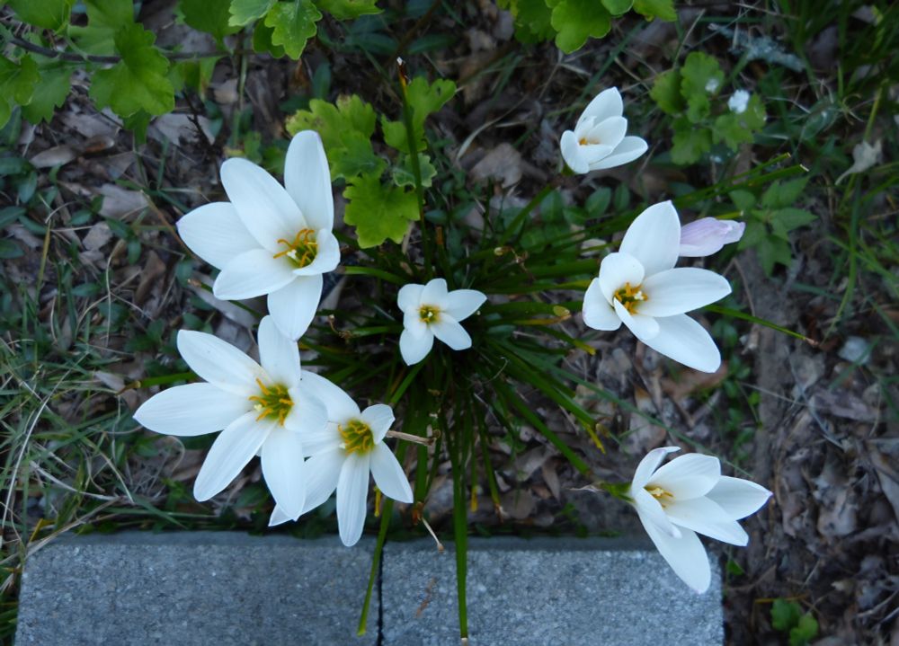 Argentinian and Uruguayan silver rainlilys - Zephyranthes candida. 