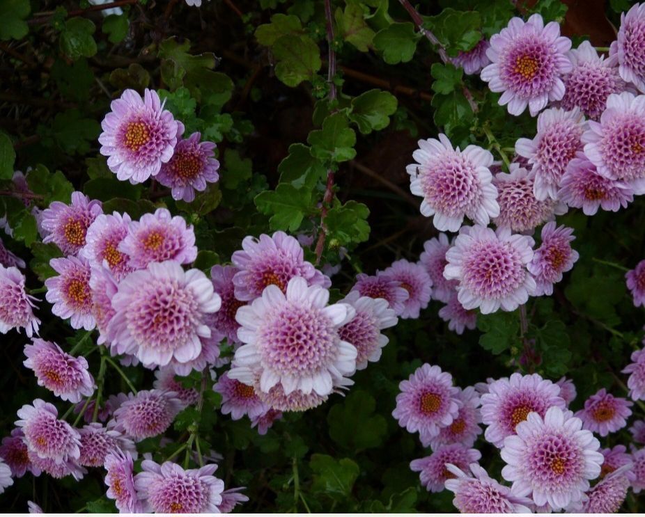 Small pink flowered 'Pink Fleece' chrysanthemums