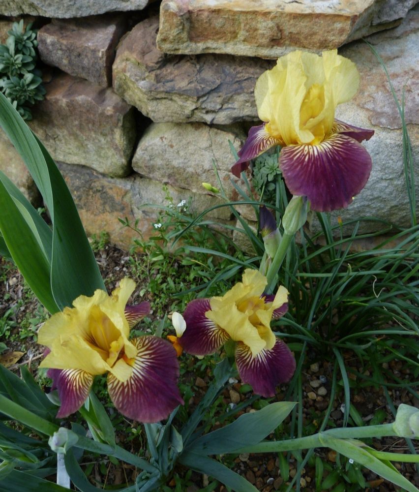 In front of a rock wall, a group of small bearded irises with red purple falls and brownish yellow standards. 