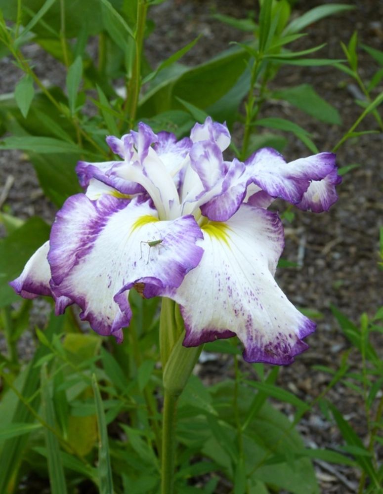 A violet edged and speckled white flowered Iris ensata 'Freckled Geisha' eith a smalle green Katydid on a petal. 