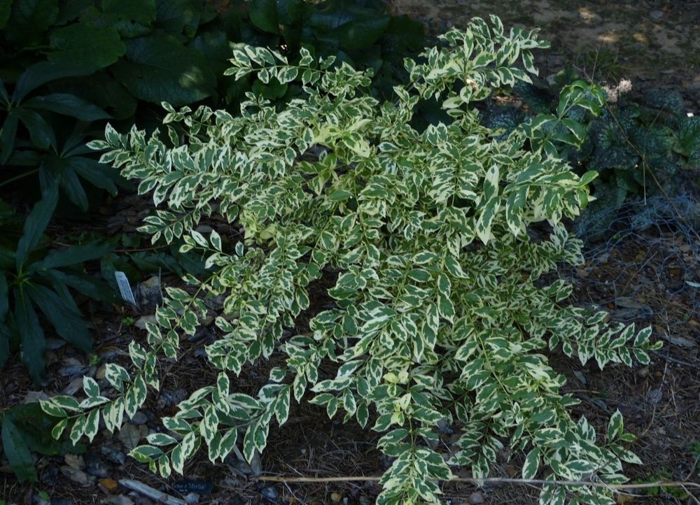 Variegated Japanese beautyberry 'Duet' with green centered leaves splashed with cream white edges. 