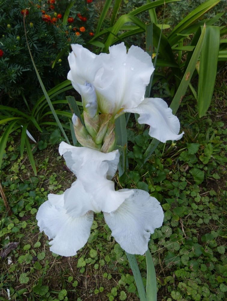 White reblooming Iris 'Immortality' 