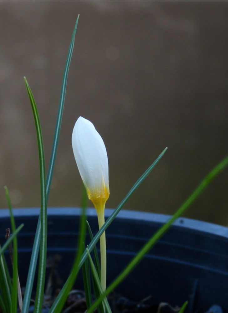 A white flowered fall and winter Crocus laevigatus. 