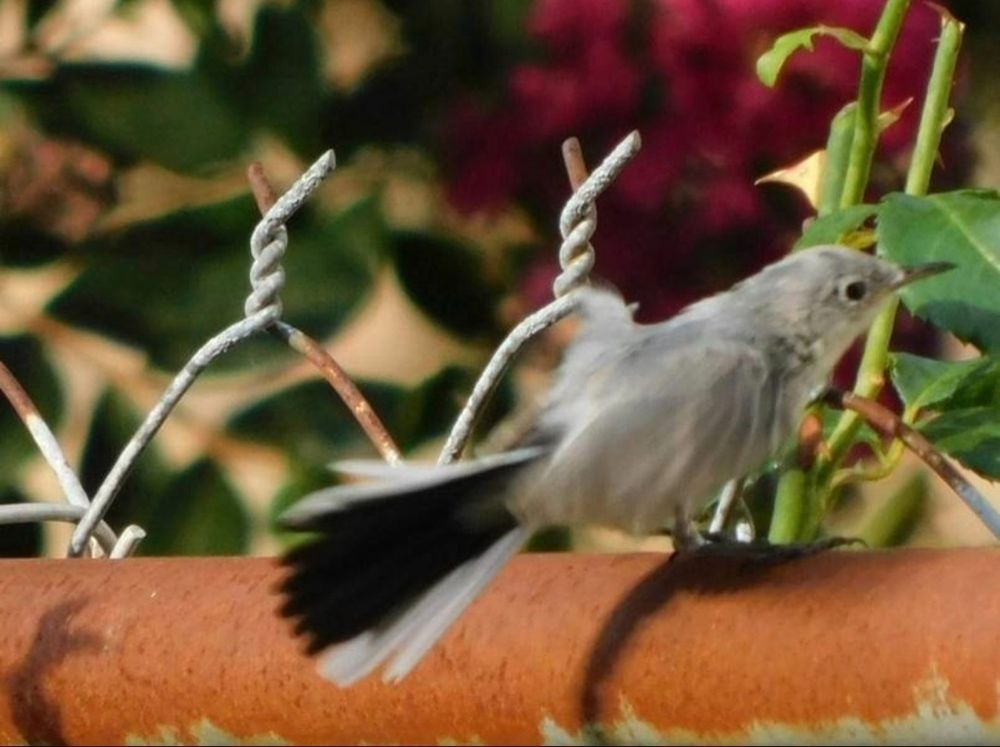 A black tailed little gray gnat catcher bird on a chain link fence. 