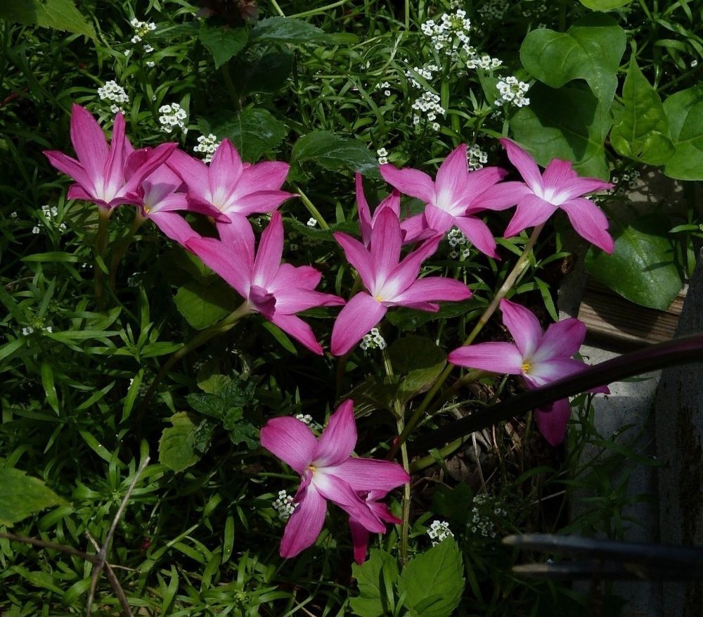 Deep pink, white centered 'Heartthrob' Rainlilys with Galium verum and Alyssium. 