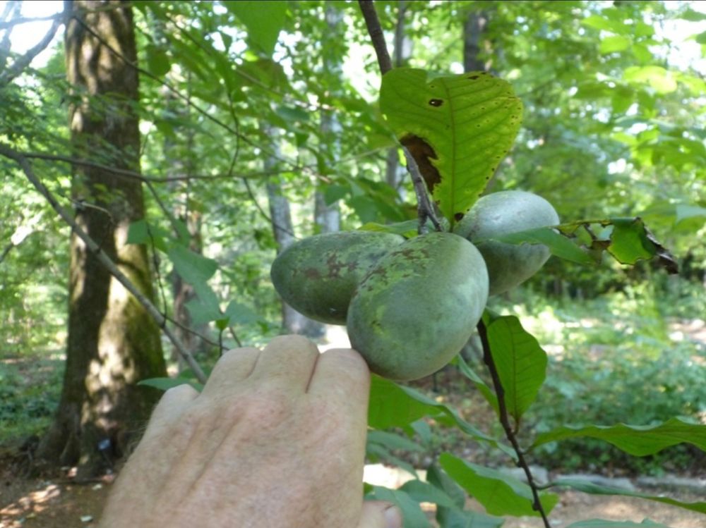 Three goose egg sized Pawpaw fruits in a woodland setting. 