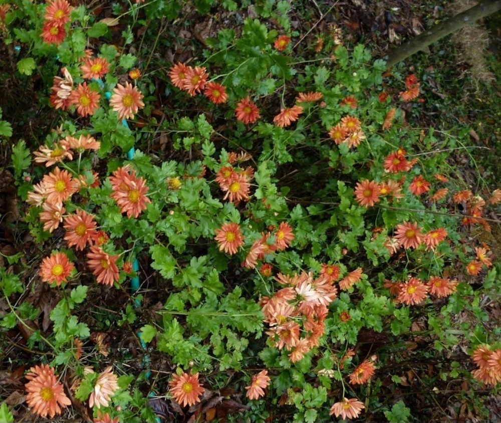 A drift of pinkish orange daisies of Chrysanthemum 'Kathy's Rust'.