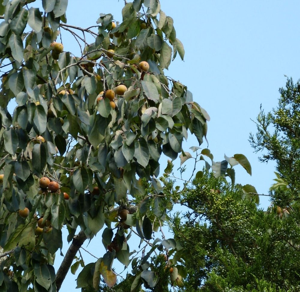 Looking up at persimmons in a tree.