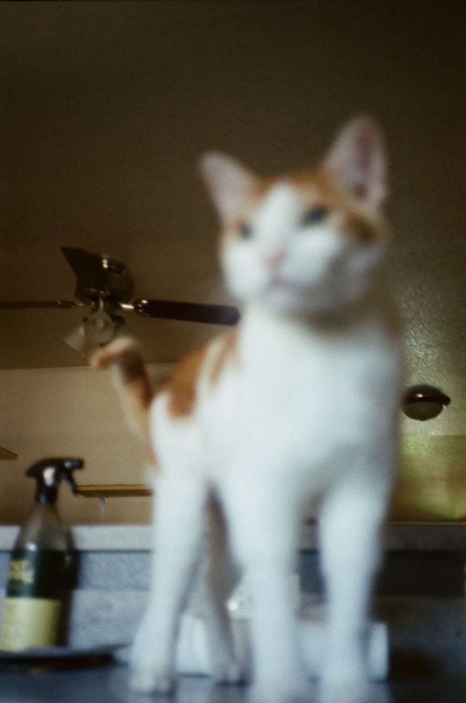 my cat u cant see well cuz its blurry