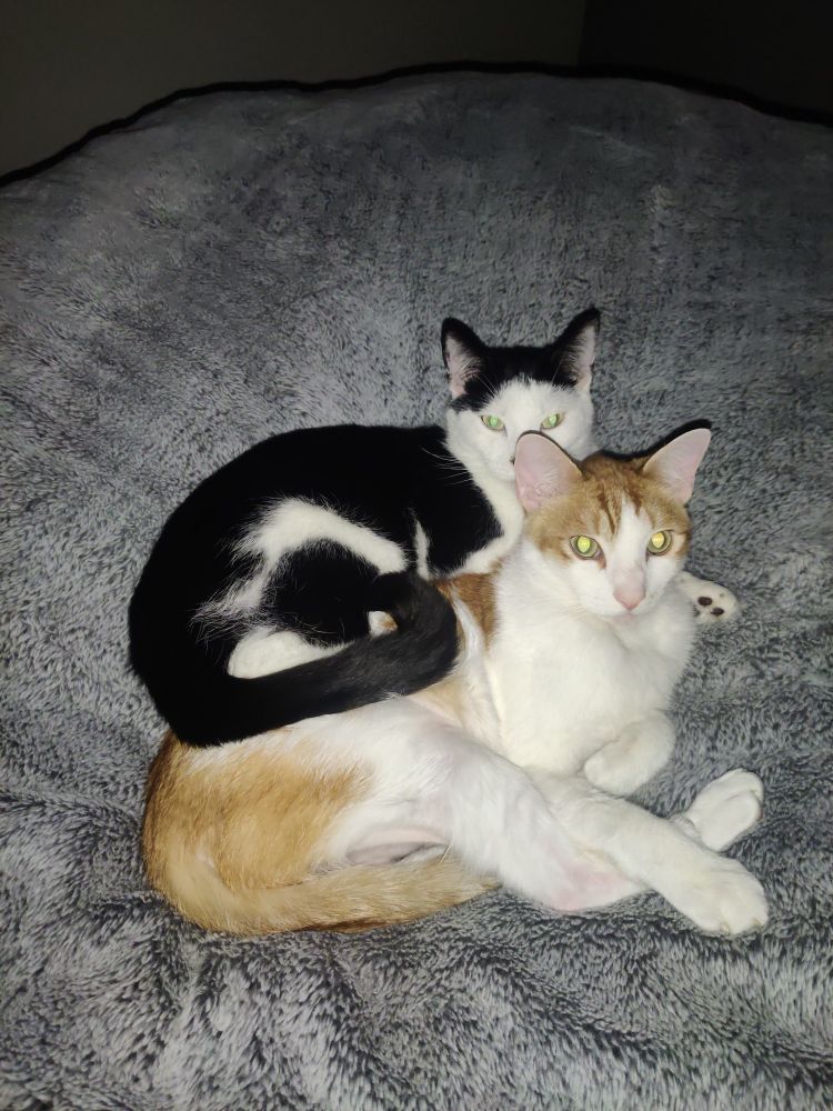 two of my cats, one orange, one not

they are near another