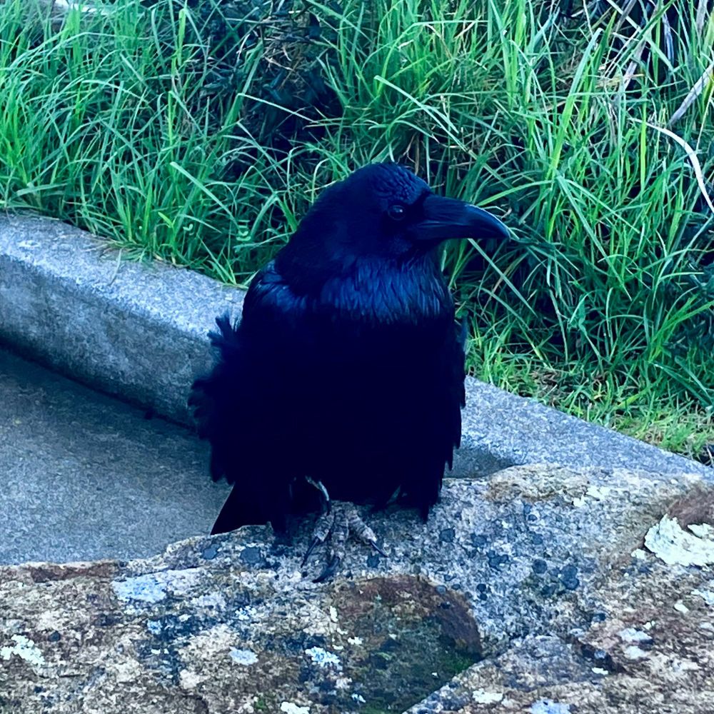 Large black raven sitting on a rock 