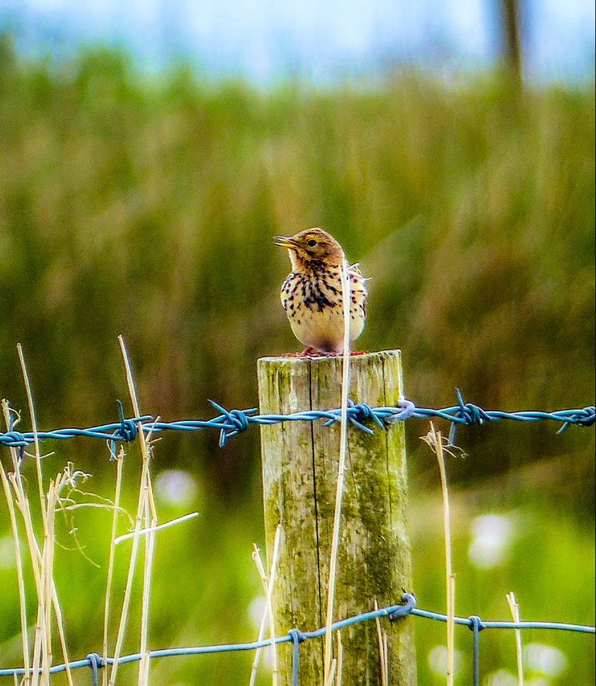 Small spotted bird on a post with barbed wire in front 