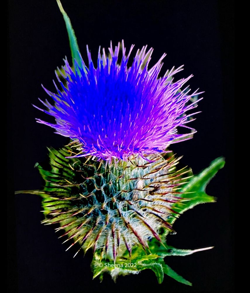 Close up of a thistle on a black background 