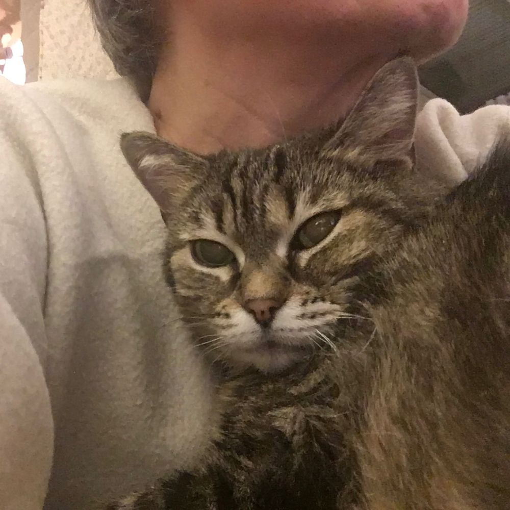 Choupette, chat tigré, blottie contre son humaine.