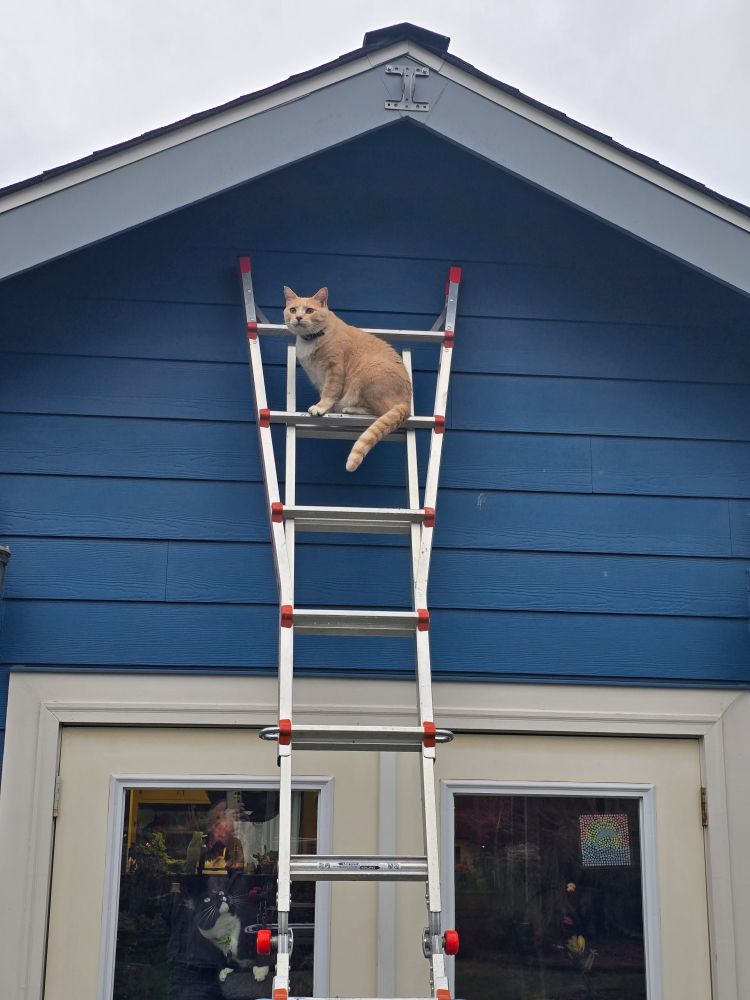 Orange tabby cat sitting on the top rung of a metal ladder, which is leaning against a blue house. 